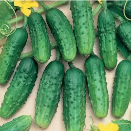 Pepino SMR 58 (para Conserva) 10g (sementes)