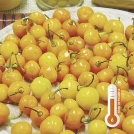 Pimenta Bode Amarela 2,5g (sementes)