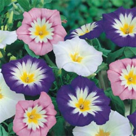 Bela Manh Tricolor Sortida 5g