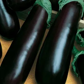 Berinjela Comprida Roxa 5g sementes