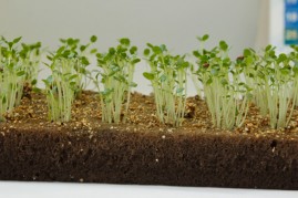 Espuma Fenlica para Plantio caixa com 10.350 clulas de 2x2x2 cm