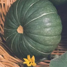 Abbora Moranga Coroa 10gr Sementes