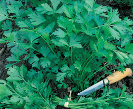 Salsa Gra�da Portuguesa 50 g sementes