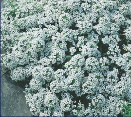 Alyssum Odorant Tapete De Neve