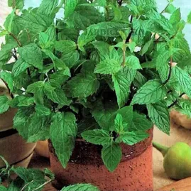 Hortel� / Menta 0,2g - Sementes