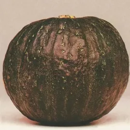 Abbora Hbrida Japonesa F1 2g Sementes