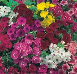 Phlox Drumond Sortido 2g sementes