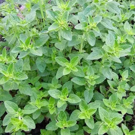 Sementes de Or�gano 500mg