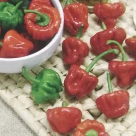 Pimenta Jamaican Red 2,5g sementes