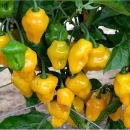 Pimenta de Cheiro do Norte 2,5g sementes