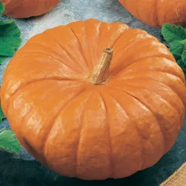 Ab�bora Moranga Exposi��o 10g Sementes