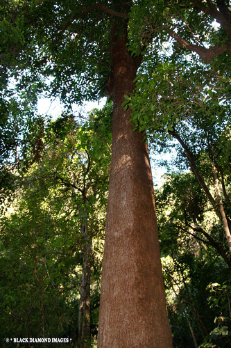 Cedro Australiano (Toona ciliata var. australis) 100g sementes