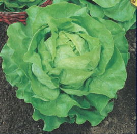 Alface Aurlia (Manteiga) 10g sementes