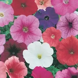 Petunia Multiflora An� Sortida 500mg