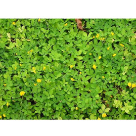 Sementes tratadas de Amendoim Forrageiro 1kg