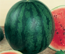 Melancia Sugar Baby 5g (sementes)