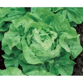 Alface Bab de Vero (Manteiga) 10g