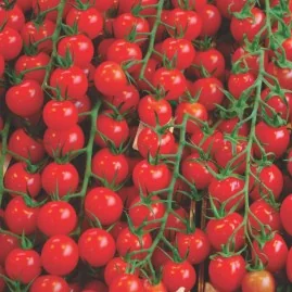 Tomate Cereja Vermelho 2g (sementes)