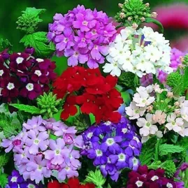 Verbena Grandiflora Sortida 1g