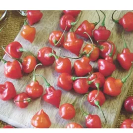 Pimenta Pi�ozinho 2,5g