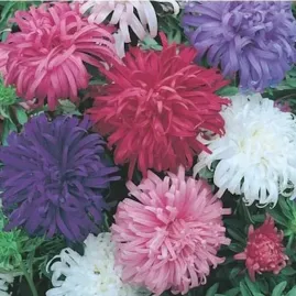 Rainha Margarida Pena de Avestruz - 2gr Sementes