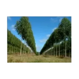  Eucalipto citriodora Eucalyptus citriodora 10g