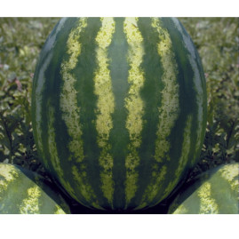 Melancia hbrida Rochedo F1 com 1000 sementes