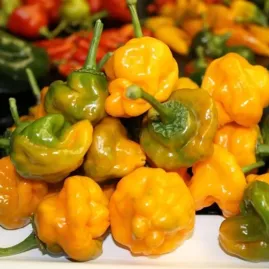 Pimenta Jamaican Yellow 2,5g sementes