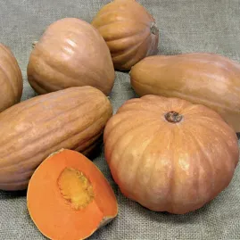 Ab�bora Sergipana 100g sementes