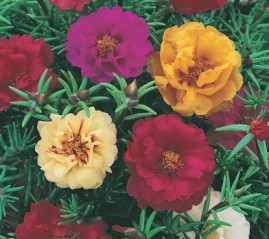 Portulaca grandiflora - Onze-horas - 1g sementes