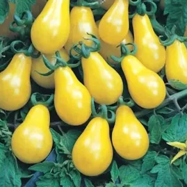 Tomate p�ra amarelo 2g (sementes)