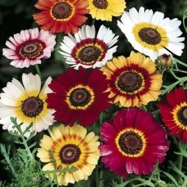Chrysantemum Burridge Sortido 4g sementes