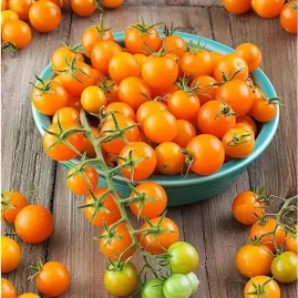 Tomate Cereja Laranja 2g (sementes)