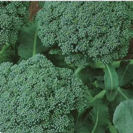 Brocolis de Cabe�a 5g