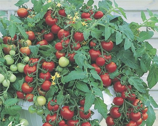 Tomate Cereja Samambaia 2g: Ideal para Vasos na Biosementes