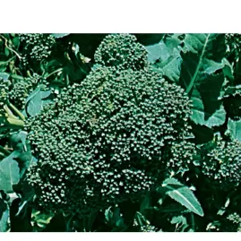 Br�colis Piracicaba 5gr Sementes