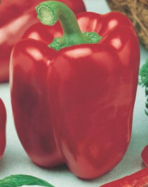 Piment�o Quadrado Vermelho 2,5g Sementes