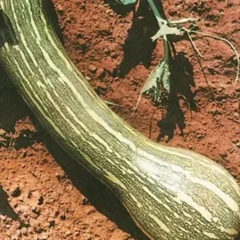 Ab�bora Menina Rajada 10g Sementes