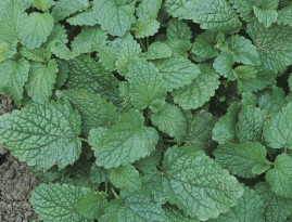 Melissa - Erva-Cidreira - Sementes 1gr