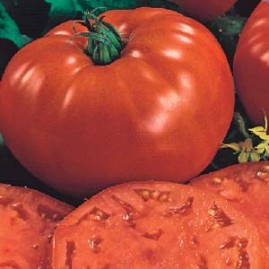 Tomate Gaucho 2,5g (sementes)