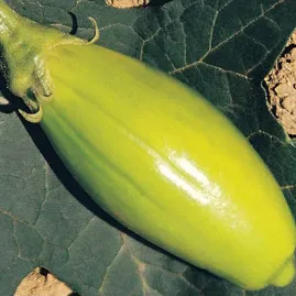 Jil Comprido Verde Claro 10g