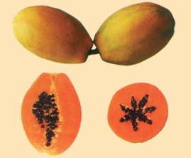 Mam�o Sunrise Solo Papaia Havai 50g