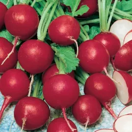 Rabanete Cometo 10g aprox. 800 sementes