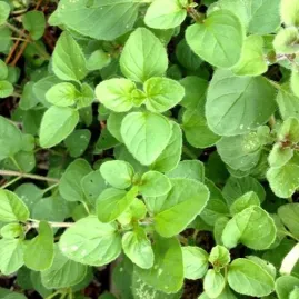 Manjerona 1g aprox. 5.000 sementes