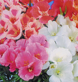 God�tia Azaleia Sortida 2g sementes