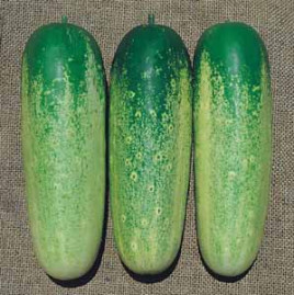Pepino Caipira 10g