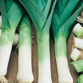 Semente Alho-Porro Gigante 5 gr