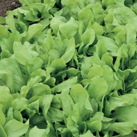Almeir�o Folha Larga (Radiche) 10g