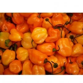 Pimenta Habanero 2,5g (sementes)