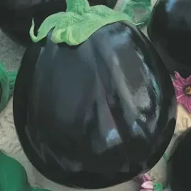 Berinjela redonda roxa 5g sementes